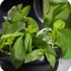 DarkSide 30 (Basil Blast)
